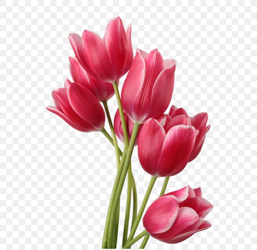 Tulip Flower Bouquet Clip Art, PNG, 570x800px, Tulip, Bud, Cut Flowers, Floral Design, Floristry Download Free