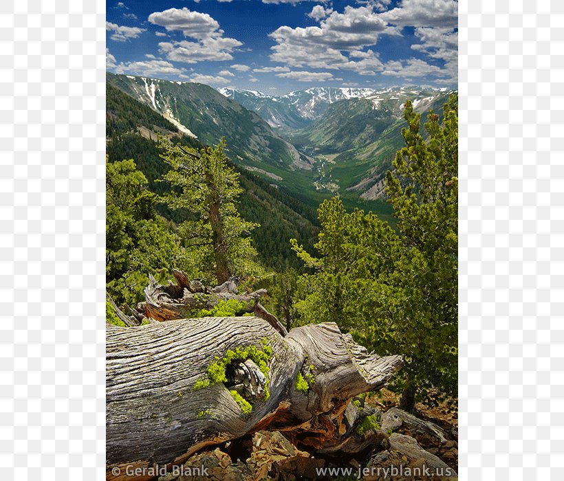 Beartooth Highway Rock Creek Vista Cooke City-Silver Gate Stillwater River U.S. Route 212, PNG, 800x700px, Beartooth Highway, Biome, Elevation, Forest, Grass Download Free