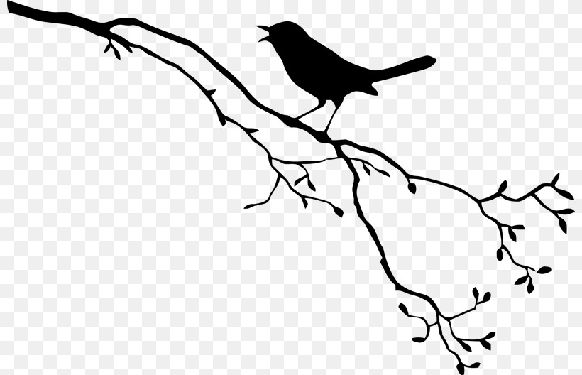 Bird Beak White Branch Black, PNG, 800x528px, Bird, Adaptation, Beak, Black, Blackandwhite Download Free
