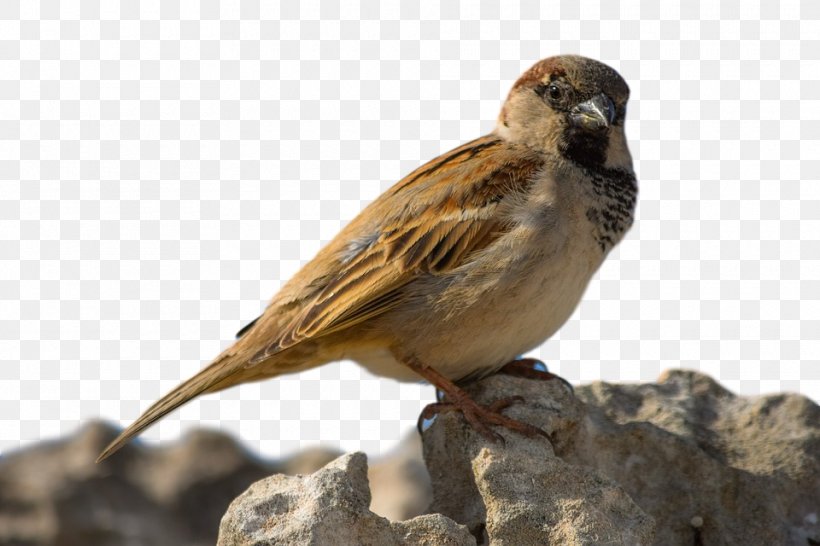 House Sparrow Ortolan Bunting Finches, PNG, 960x640px, House Sparrow, Adaptation, Beak, Bird, Bunting Download Free