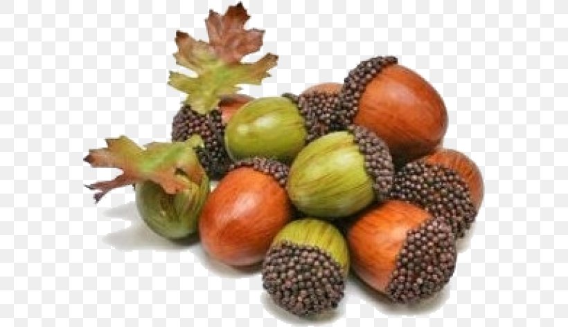 Oak Acorn Auglis Plant Tree, PNG, 580x473px, Oak, Acorn, Auglis, Autumn, Chestnut Download Free