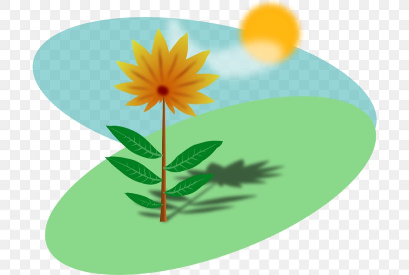 Plant Sunlight Clip Art, PNG, 700x551px, Plant, Botanical Illustration, Common Sunflower, Daisy, Daisy Family Download Free