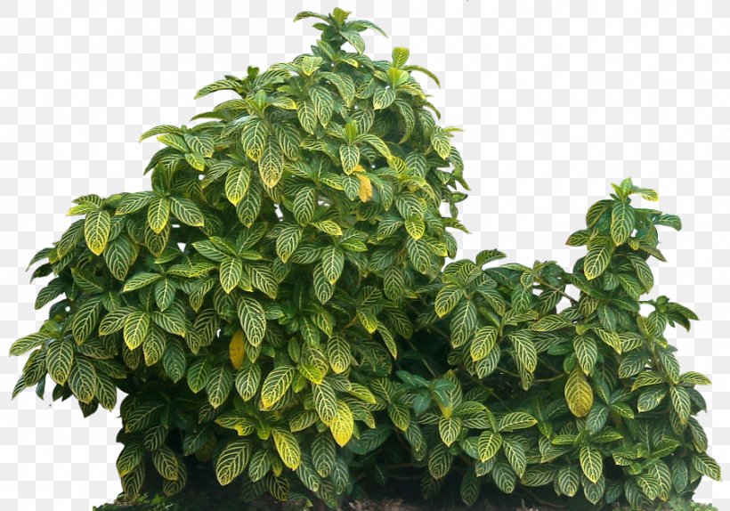 Sanchezia Shrub Ornamental Plant Leaf, PNG, 900x630px, Shrub, Acanthaceae, Evergreen, Family, Genus Download Free