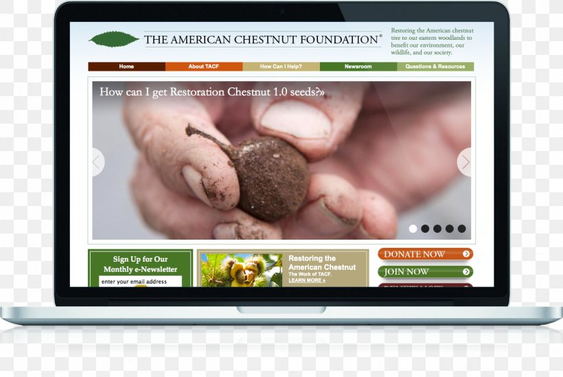 The American Chestnut Foundation Tree Partnership Indigenous Peoples Of The Eastern Woodlands, PNG, 1385x928px, 828 Design, American Chestnut, Business, Chestnut, Digital Journalism Download Free