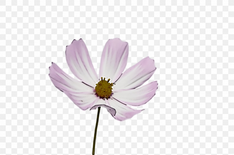 Lavender, PNG, 1920x1276px, Garden Cosmos, Biology, Cut Flowers, Flora, Flower Download Free