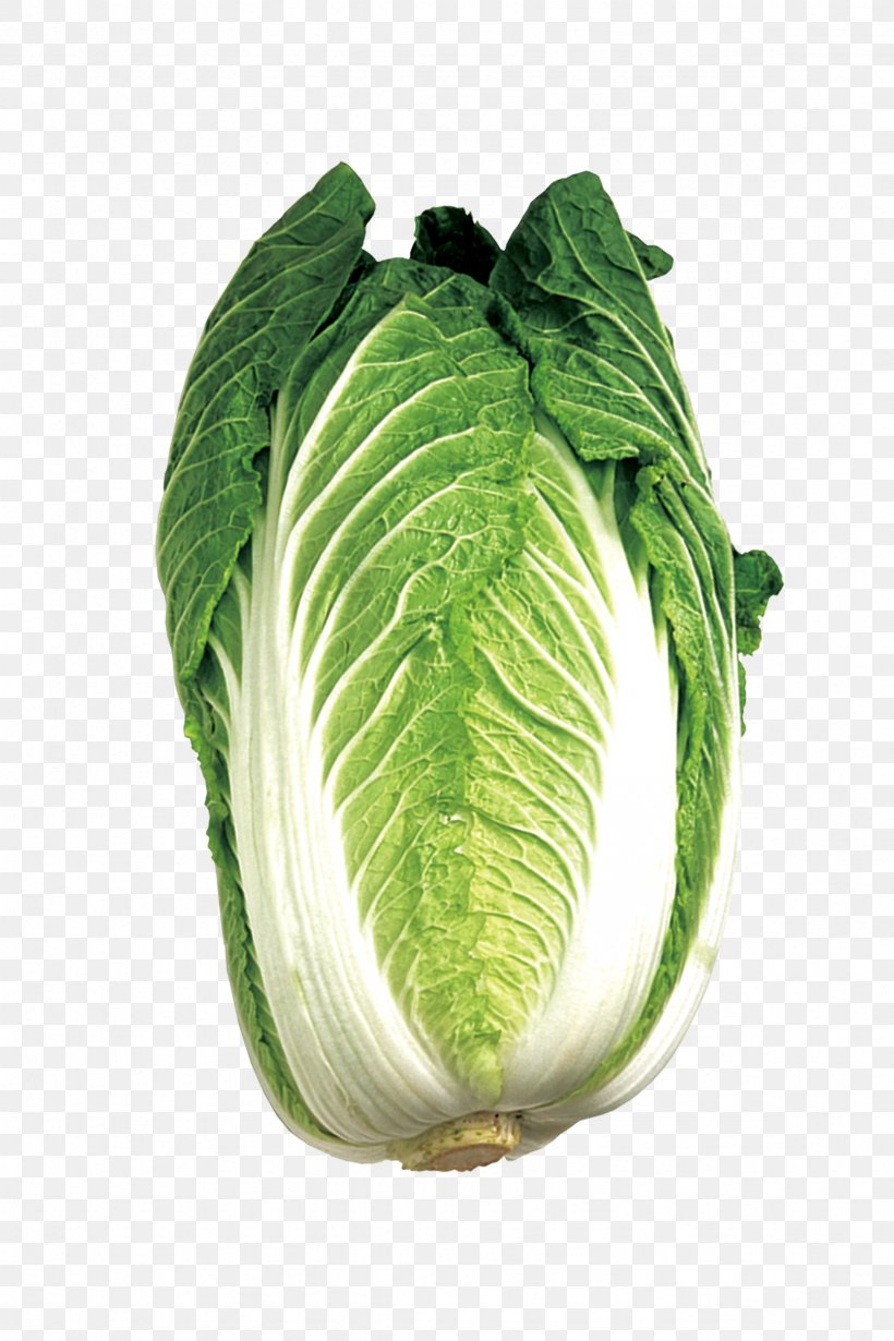 Savoy Cabbage Whiteboard Vegetable, PNG, 2362x3543px, Cabbage, Bok Choy, Brassica Oleracea, Chinese Cabbage, Chou Download Free