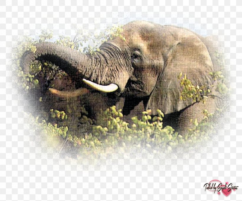 Asian Elephant Eating Maasai Mara Tiger, PNG, 1200x1000px, Elephant, African Elephant, African Forest Elephant, Animal, Asian Elephant Download Free