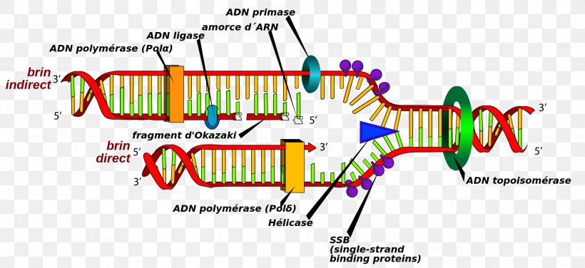 DNA Replication Cell DNA Polymerase DNA Synthesis, PNG, 2000x919px, Watercolor, Cartoon, Flower, Frame, Heart Download Free