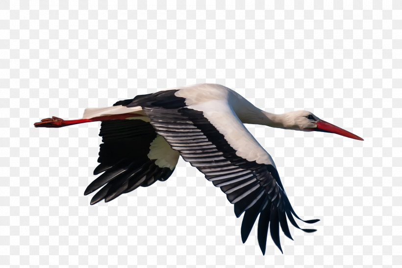 Feather, PNG, 1920x1280px, White Stork, Beak, Biology, Birds, Crane Download Free