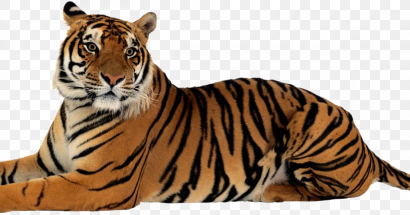 Felidae Bengal Tiger Clip Art Lion, PNG, 1200x630px, Felidae, Bengal Tiger, Big Cat, Big Cats, Carnivoran Download Free