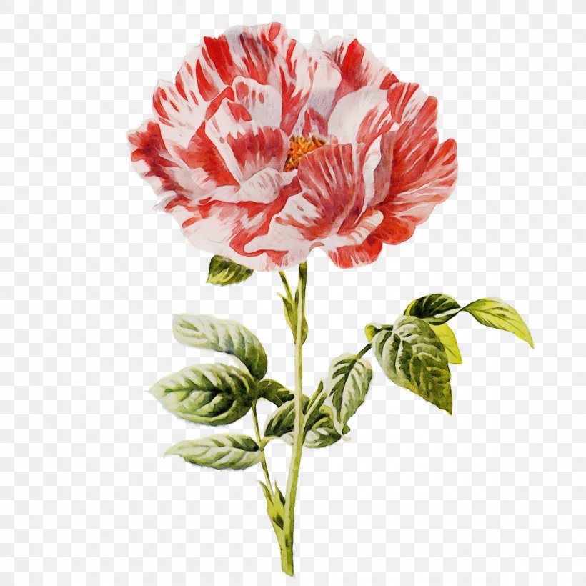 Flower Plant Carnation Petal Pink Family, PNG, 1200x1200px, Watercolor, Carnation, Cut Flowers, Flower, Paint Download Free