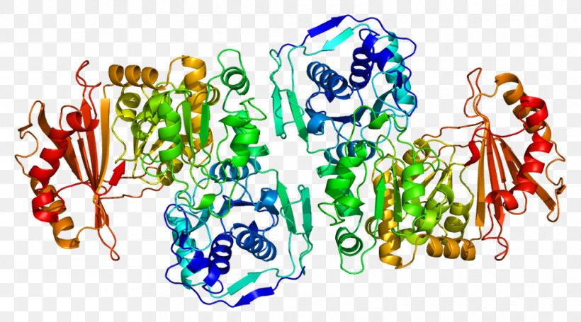PGM1 Enzyme Gene Phosphoglucomutase Protein, PNG, 1012x562px, Watercolor, Cartoon, Flower, Frame, Heart Download Free