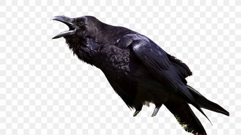 The Raven Bird Common Raven Meaning Symbol, PNG, 1024x576px, Raven, All About Birds, American Crow, Animal, Beak Download Free