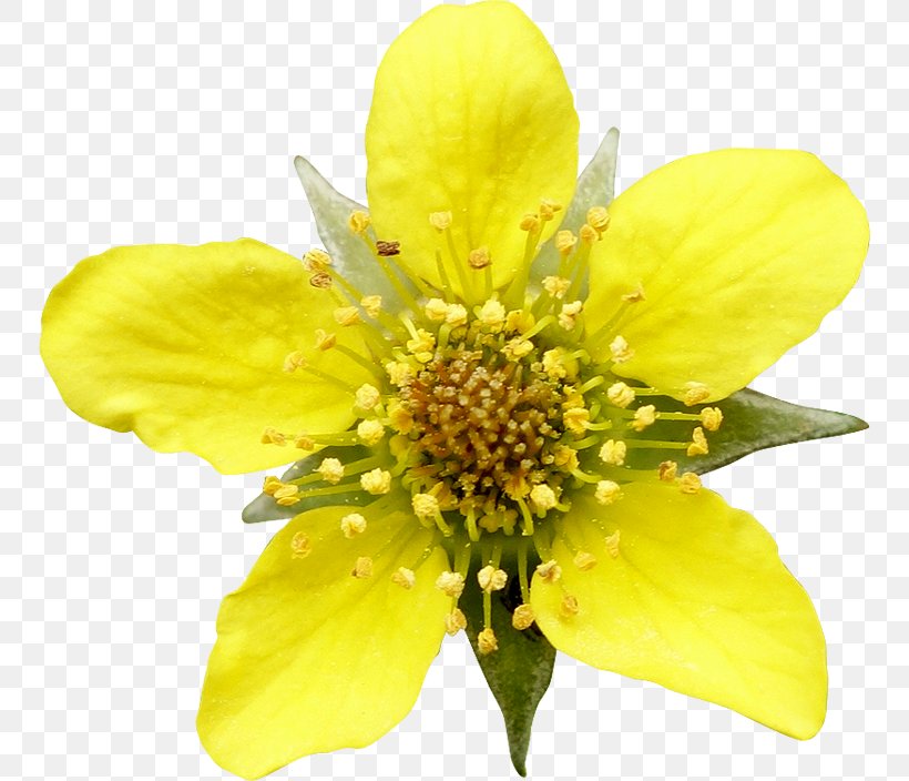 Clip Art Flower Vector Graphics Petal, PNG, 750x704px, Flower, Cartoon, Color, Flowering Plant, Geum Download Free