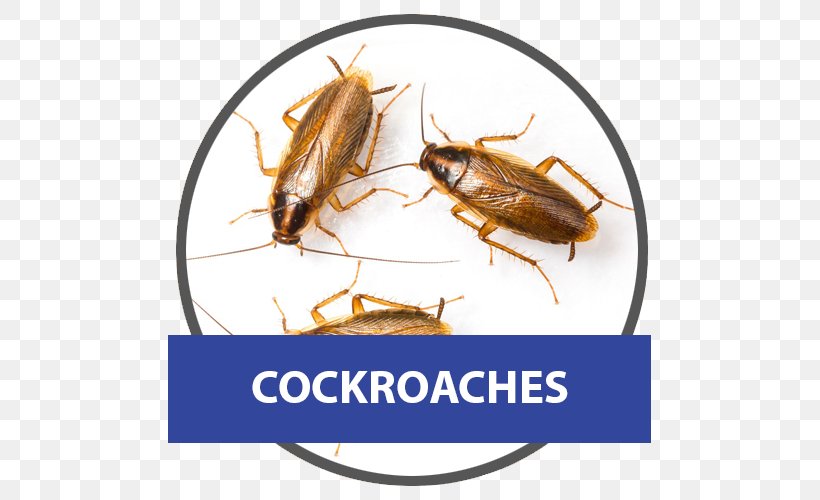 German Cockroach American Cockroach Pest Control, PNG, 500x500px, Cockroach, American Cockroach, Arthropod, Blattella, Blattella Asahinai Download Free