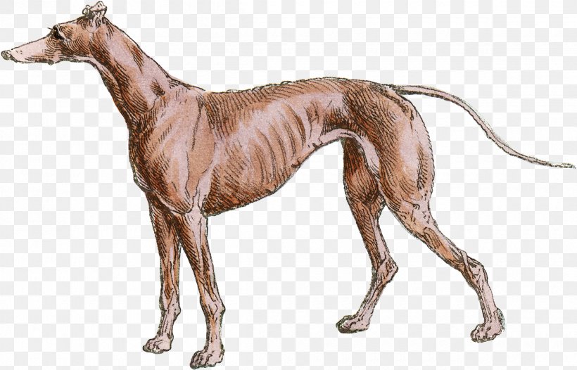 Italian Greyhound Whippet Mudhol Hound Spanish Greyhound, PNG, 2400x1540px, Italian Greyhound, Animal Sports, Azawakh, Carnivoran, Chippiparai Download Free