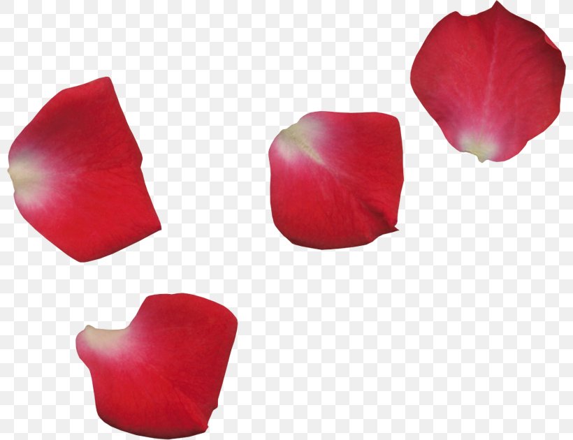 Rose, PNG, 800x630px, Petal, Coquelicot, Flower, Herbaceous Plant, Lily Family Download Free