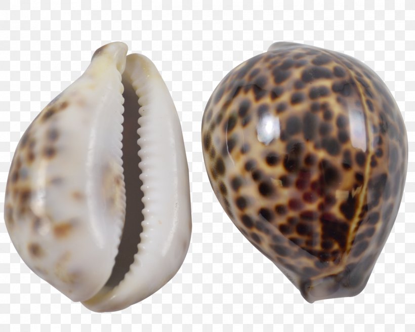 Seashell Clam Cypraea Tigris Cowry Conchology, PNG, 1375x1100px, Seashell, Clam, Clams Oysters Mussels And Scallops, Cockle, Conch Download Free
