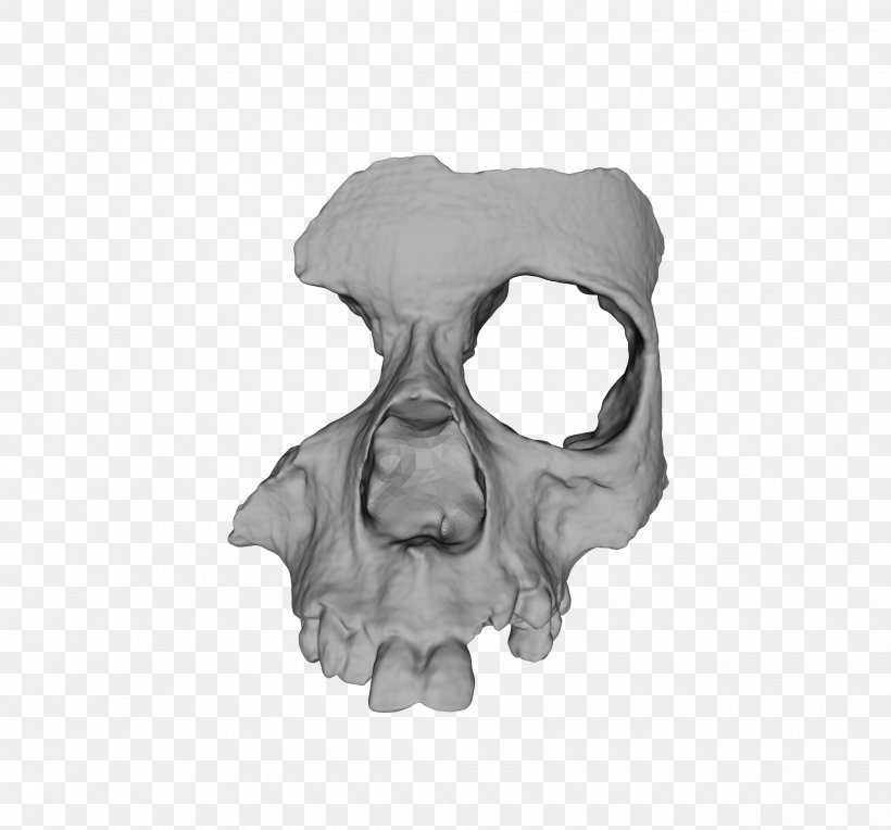 3D Printing Bone Skull Human Skeleton, PNG, 1940x1808px, 3d Computer Graphics, 3d Printing, 3d Scanner, Applications Of 3d Printing, Bioarchaeology Download Free