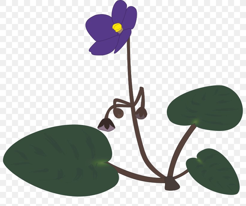 African Violets Clip Art, PNG, 800x687px, African Violets, Flora, Flower, Flowering Plant, Leaf Download Free
