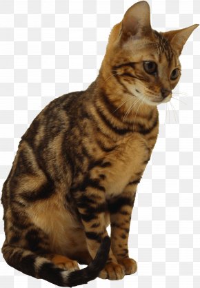 Calico Cat Images, Calico Cat Transparent PNG, Free download