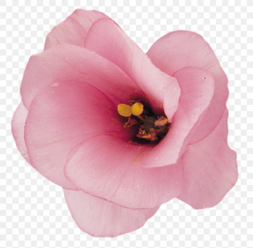 Flower Blue Rose Pseudanthium Clip Art, PNG, 982x964px, Flower, Blog, Blue Rose, Blume, Camellia Download Free