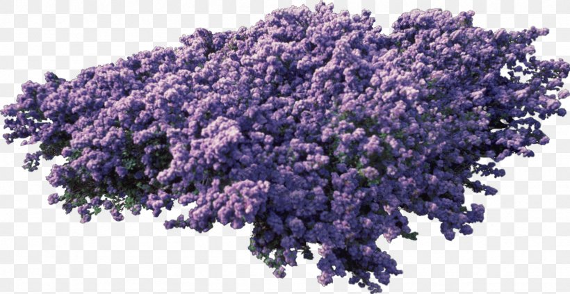 English Lavender Purple, PNG, 1744x900px, English Lavender, Lavender, Lilac, Purple, Tree Download Free