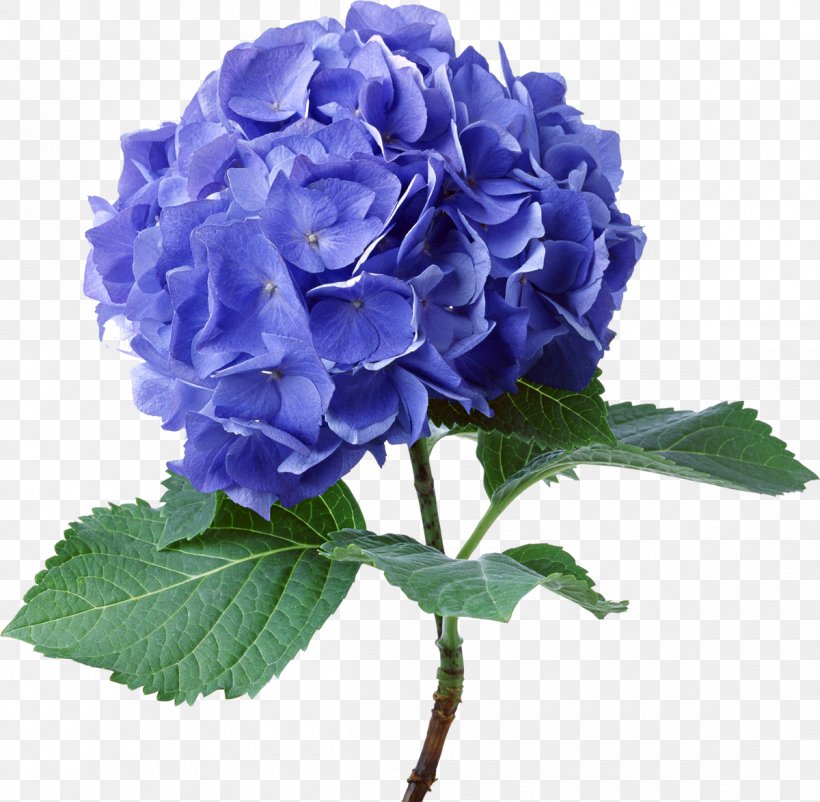French Hydrangea Cut Flowers Shrub Rose, PNG, 1200x1174px, French Hydrangea, Annual Plant, Blue, Blue Rose, Color Download Free