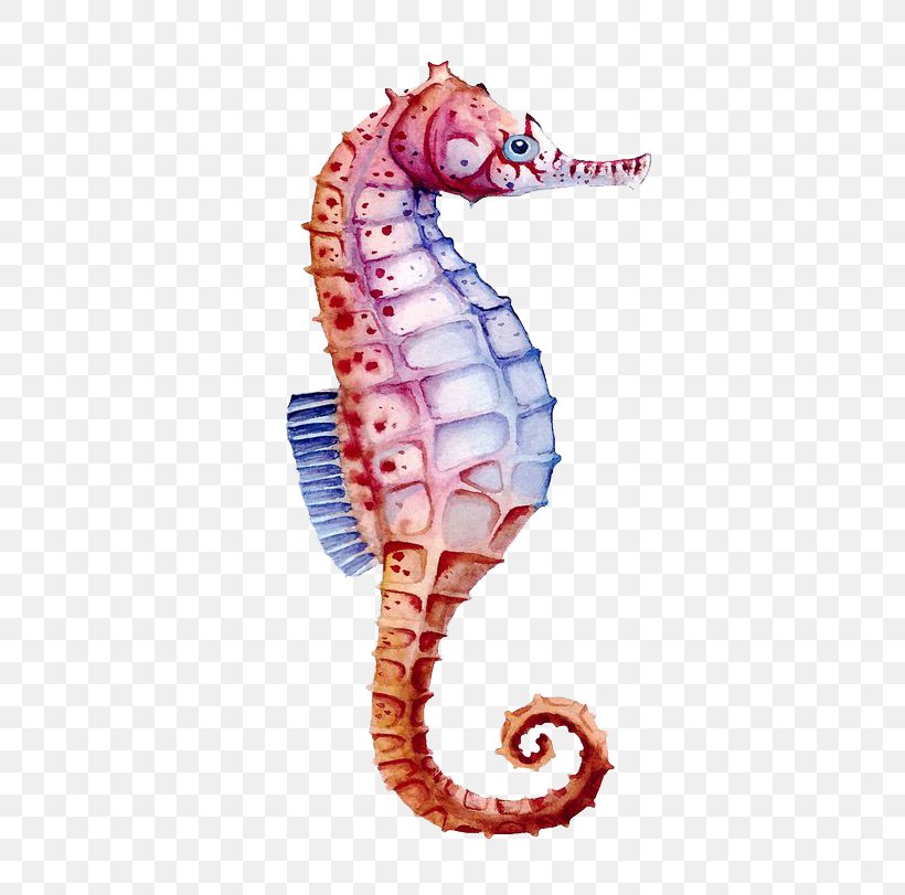 Seahorse Watercolor Painting Drawing, PNG, 562x811px, Seahorse, Art, Cartoon, Color, Drawing Download Free