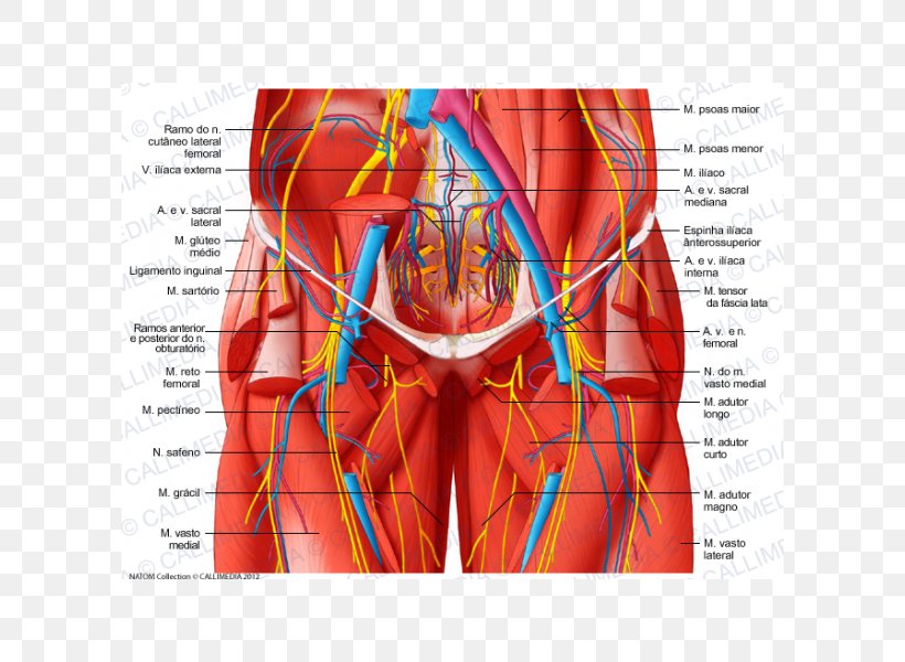 Abdomen Nerve Anatomy Abdominal Wall Human Body, PNG, 600x600px, Watercolor, Cartoon, Flower, Frame, Heart Download Free