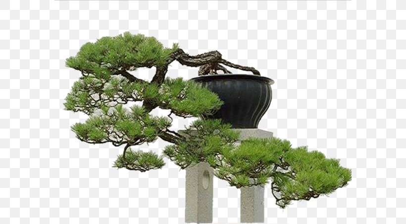 Bonsai Tree Penjing Chinese Garden, PNG, 600x453px, Bonsai, Chinese Garden, Garden, Houseplant, Japanese Garden Download Free