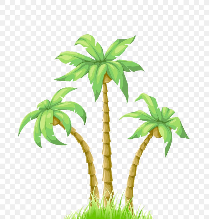 Coconut Tree Drawing, PNG, 800x857px, Coconut, Aquarium Decor, Arecales, Cartoon, Date Palm Download Free
