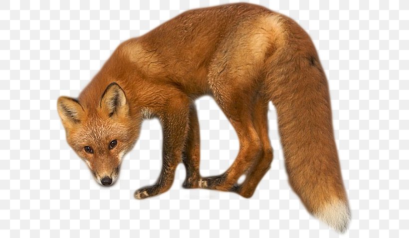 Red Fox Dhole Kit Fox Fur, PNG, 600x477px, Red Fox, Animal, Animal Figure, Arctic Fox, Canidae Download Free
