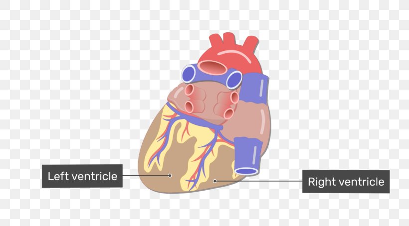 Blood Vessel Heart Anatomy Circulatory System, PNG, 770x454px, Watercolor, Cartoon, Flower, Frame, Heart Download Free