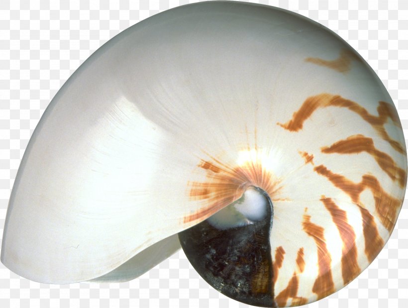 Chambered Nautilus Molluscs Seashell Invertebrate, PNG, 1998x1510px, Chambered Nautilus, Conch, Image File Formats, Information, Invertebrate Download Free