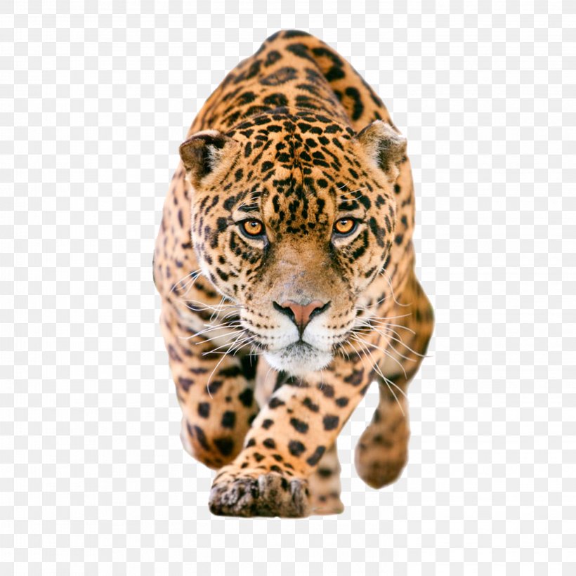 Jaguar Clip Art, PNG, 2953x2953px, Jaguar, Big Cats, Carnivoran, Cat Like Mammal, Cheetah Download Free