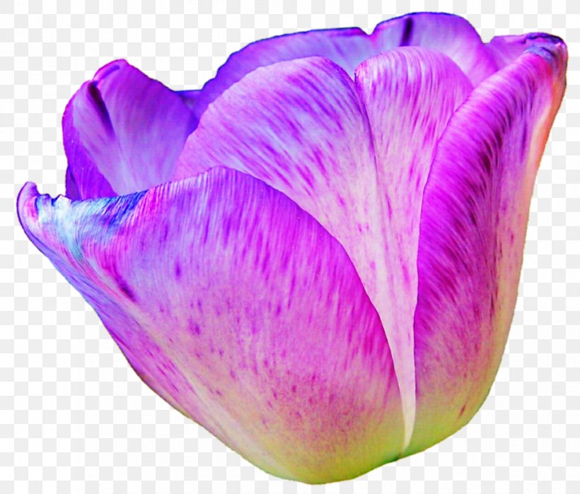 Lavender Lilac Violet Purple Magenta, PNG, 968x826px, Lavender, Closeup, Flower, Flowering Plant, Lilac Download Free