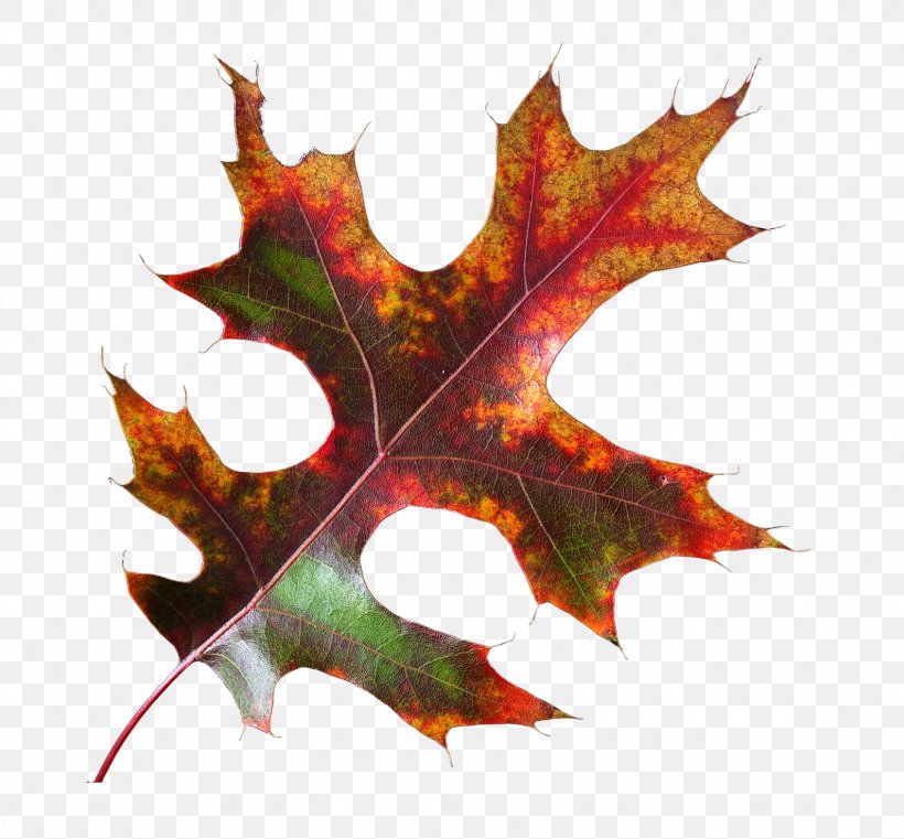Maple Leaf, PNG, 1588x1474px, Maple Leaf, Leaf, Maple, Plant, Tree Download Free