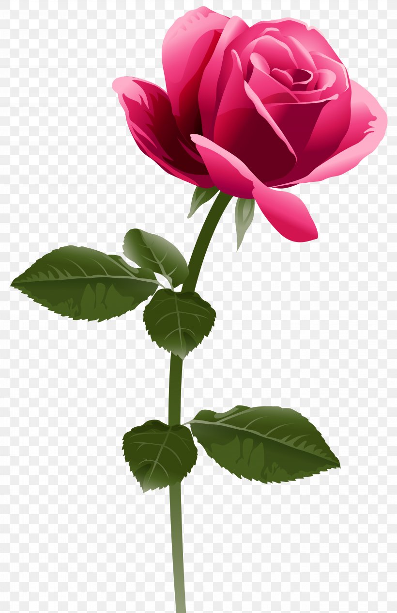 Rose Pink Flowers Clip Art, PNG, 5187x8000px, Rose, Bud, China Rose, Cut Flowers, Diagram Download Free