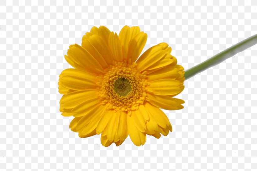 Transvaal Daisy Flower Daisy Family Petal Chrysanthemum, PNG, 1024x683px, Transvaal Daisy, Anthurium Andraeanum, Blue, Calendula, Chrysanthemum Download Free