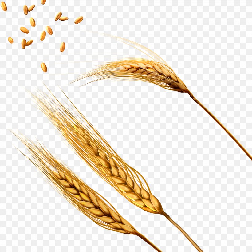 Wheat Barley Caryopsis Threshing, PNG, 3375x3375px, Ear, Aartje, Barley, Barleys, Bread Download Free