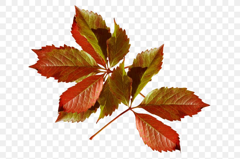 Autumn Leaves Season Daytime Author, PNG, 650x544px, Autumn, Author, Autumn Leaves, Daytime, Diary Download Free