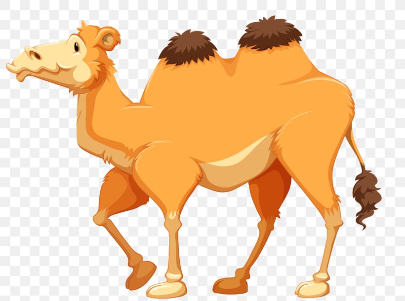 Camel Cartoon Stock Photography Clip Art, PNG, 800x611px, Camel, Arabian Camel, Camel Like Mammal, Cartoon, Drawing Download Free