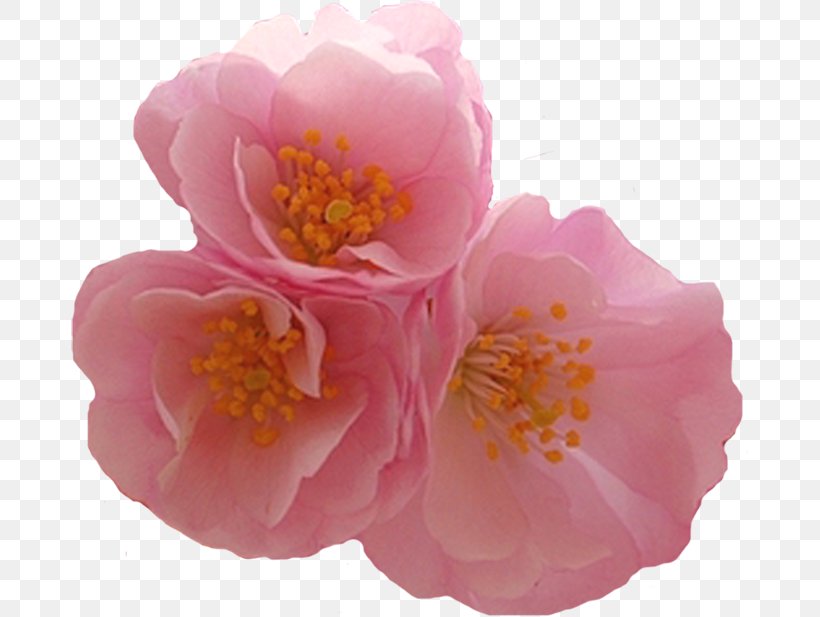 Flower Garden Roses Petal Clip Art, PNG, 678x617px, Flower, Camellia, Flower Garden, Flowering Plant, Garden Download Free