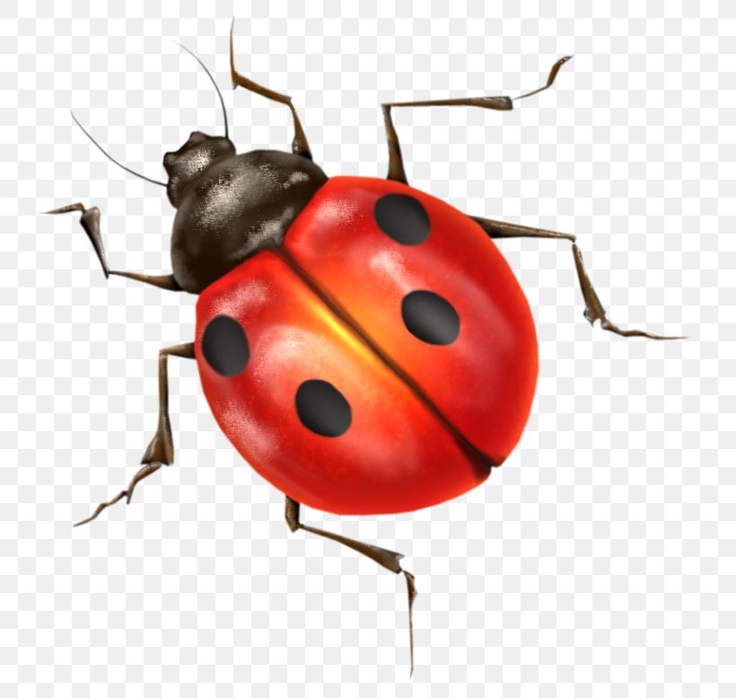 Ladybird Insect Clip Art, PNG, 762x777px, Ladybird, Arthropod, Beetle, Gimp, Image File Formats Download Free