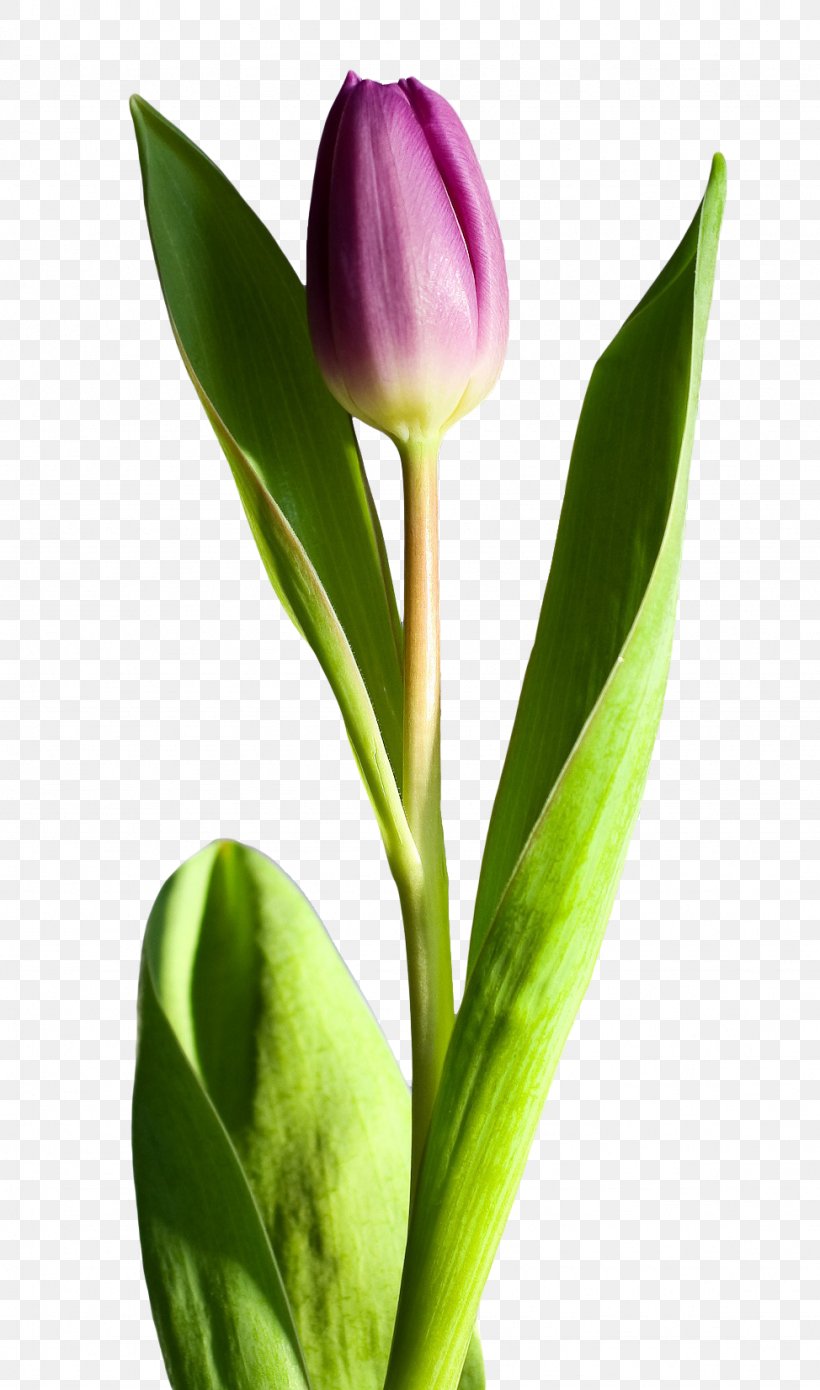 Tulip Flower, PNG, 974x1652px, Flower, Blossom, Bud, Cut Flowers, Flowering Plant Download Free
