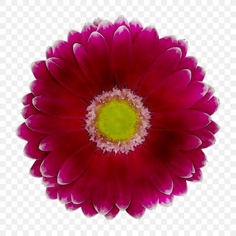 Transvaal Daisy Chrysanthemum Cut Flowers Daisy Family Magenta, PNG, 1177x1177px, Transvaal Daisy, Annual Plant, Artificial Flower, Aster, Barberton Daisy Download Free
