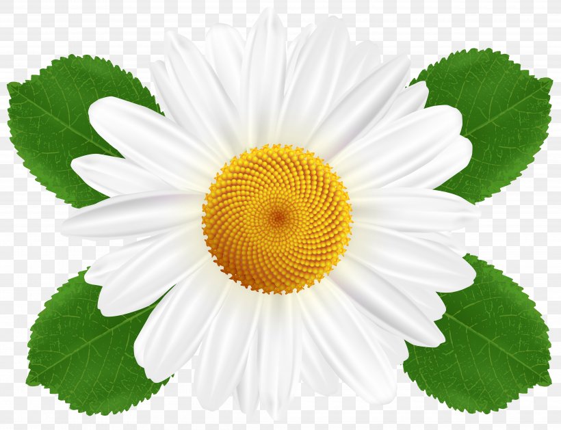 Common Daisy Flower Chamomile Clip Art, PNG, 5000x3840px, Common Daisy ...