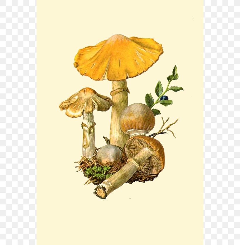 Edible Mushroom Amanita Muscaria Fungus Botanical Illustration, PNG, 570x839px, Edible Mushroom, Amanita, Amanita Muscaria, Boletaceae, Botanical Illustration Download Free