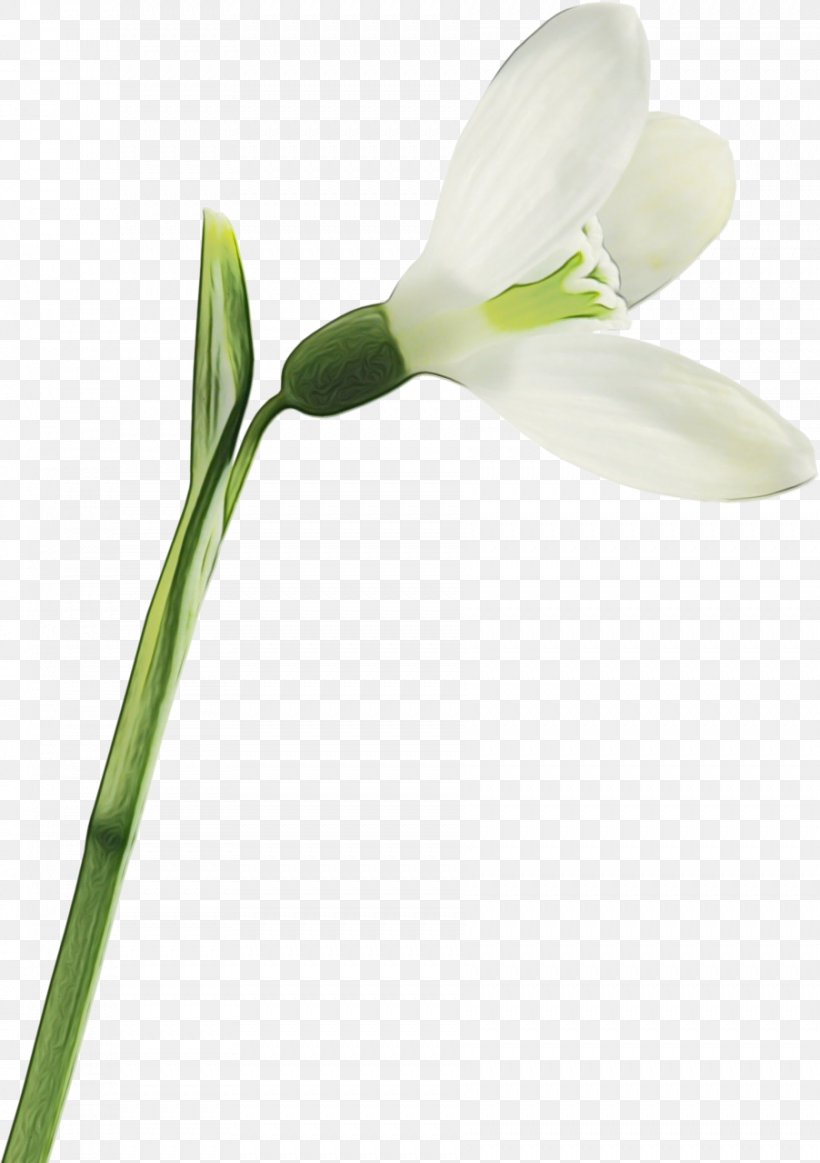 Flower Flowering Plant Snowdrop Plant Pedicel, PNG, 902x1280px, Watercolor, Amaryllis Family, Flower, Flowering Plant, Galanthus Download Free
